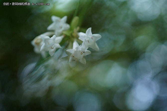 FE 50mm F2.8微距镜头