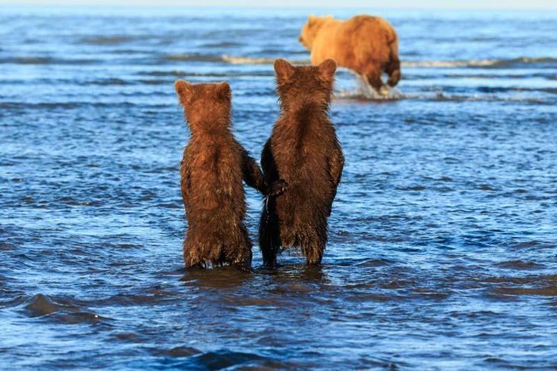 据英国《地铁报》8月30日报道，近日，在美国阿拉斯加克拉克湖国家公园 Lake Clark National Park，62岁的摄影师Lewis Kemper拍摄到了非常可爱的一幕：两只小熊手拉手背对着镜头，并排站在一起，看上去在非常耐心地等熊妈妈捕鱼归来。
