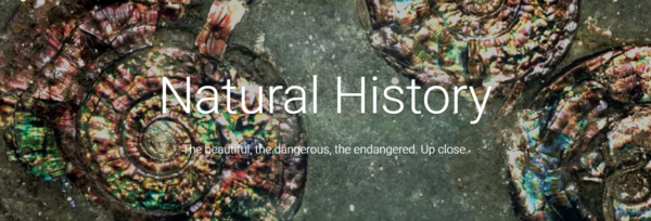 码报:【j2开奖】Google文化学院上线“自然历史”主题展览