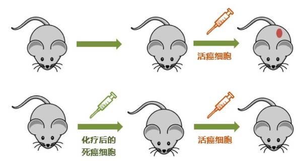 报码:【j2开奖】什么！？化疗居然也能激活免疫系统？