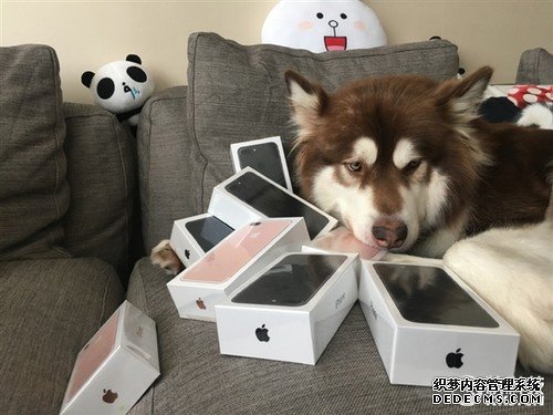 不如狗！王思聪为爱犬买8台iPhone7：看呆