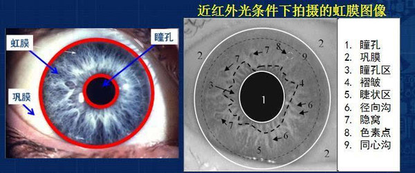 码报:【j2开奖】中国科学院孙哲南研究员:带你认识虹膜识别研究进展和发展趋势