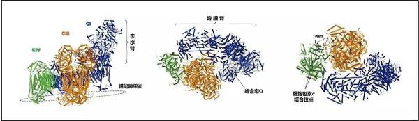 码报:【j2开奖】同呼吸共命运：揭开线粒体呼吸超级复合物的面纱