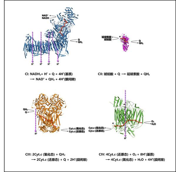 码报:【j2开奖】同呼吸共命运：揭开线粒体呼吸超级复合物的面纱