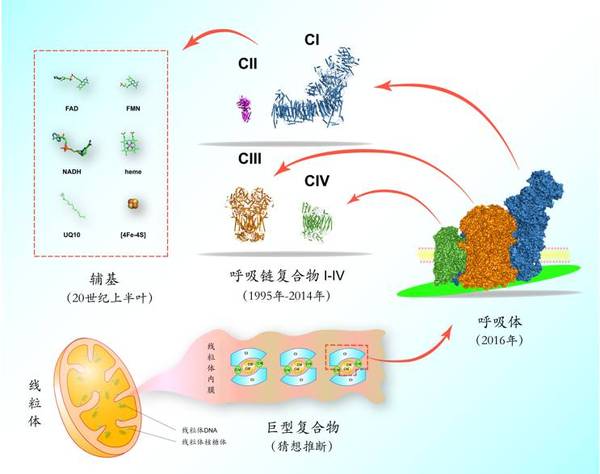 码报:【j2开奖】同呼吸共命运：揭开线粒体呼吸超级复合物的面纱