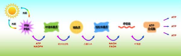 码报:【j2开奖】同呼吸共命运：揭开线粒体呼吸超级复合物的面纱