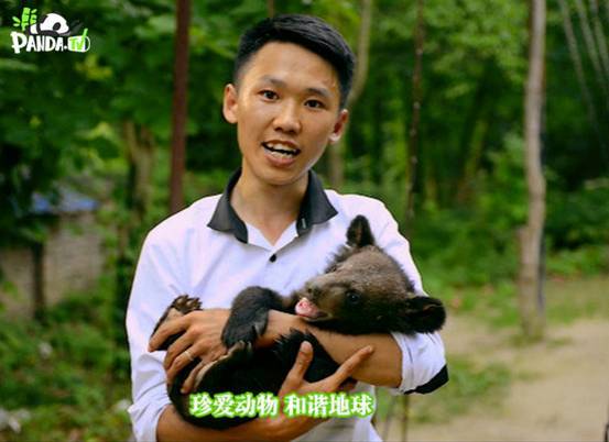 报码:【j2开奖】“獠牙怪”的逆袭 熊猫直播揭秘射洪动物园