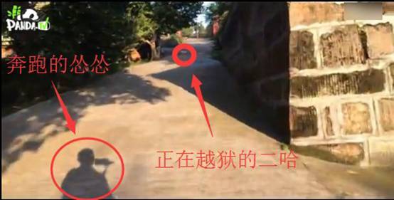 报码:【j2开奖】“獠牙怪”的逆袭 熊猫直播揭秘射洪动物园