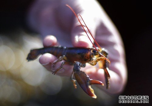 科学家：龙虾已经快被人类吃绝了