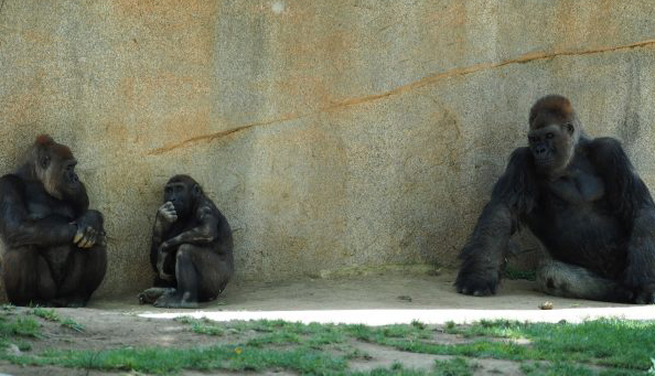 报码:【j2开奖】读他人心智非人类专属，研究证实大猩猩也会