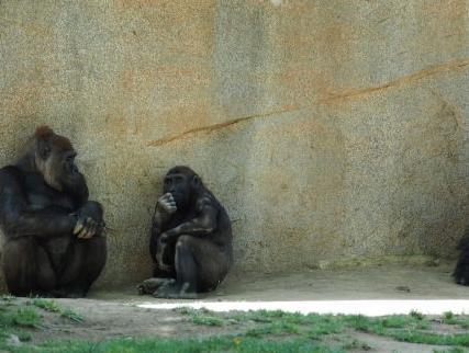 报码:【j2开奖】读他人心智非人类专属，研究证实大猩猩也会