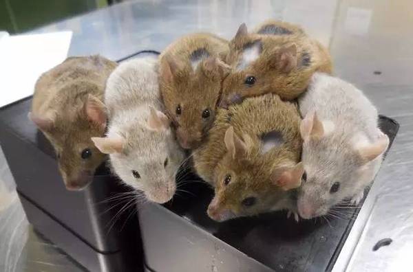 【j2开奖】科学家成功用小鼠皮肤细胞生成成熟卵细胞，还产生了健康后代