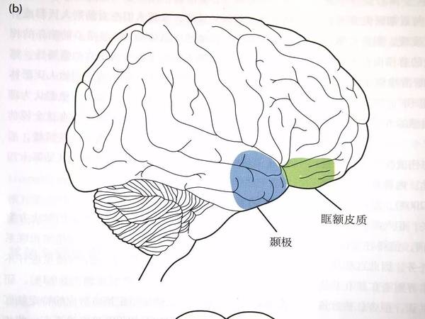 报码:【j2开奖】脑外伤会激发人的艺术创造力吗？| 艺海拾真