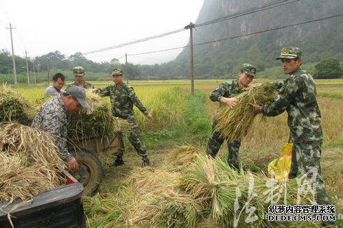 广西彬桥边防派出所为困难群众抢收稻谷受好评