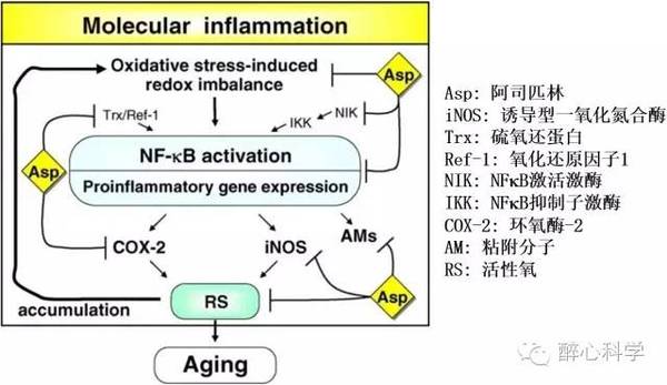 【j2开奖】“不老药”的前世今生系列 之 给我一杯“抗炎水”