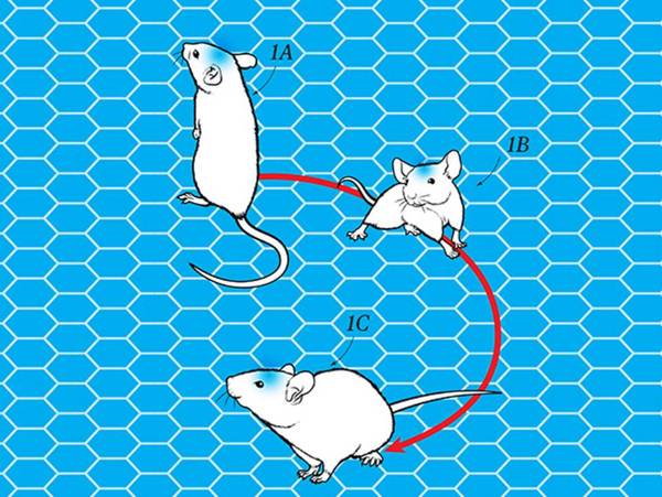 报码:【j2开奖】前沿 |「心灵控制」技术详解：斯坦福科学家无线操纵基因工程小鼠