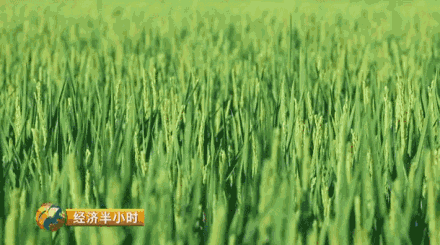 黑龙江省五常市以盛产大米而闻名，大米是当地的支柱产业，<a href=