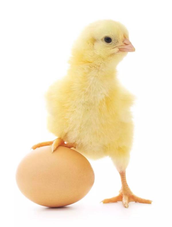 码报:【j2开奖】鸡蛋外壳有细菌？那打鸡蛋之前，需要洗洗吗？