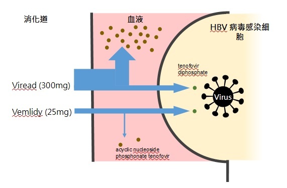wzatv:【j2开奖】睽违 10 年 B 型肝炎治疗新选择──新药 Vemlidy