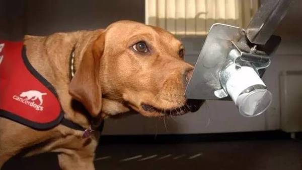 wzatv:【j2开奖】一群科学家3D打印了一个狗鼻子，他们要干啥？