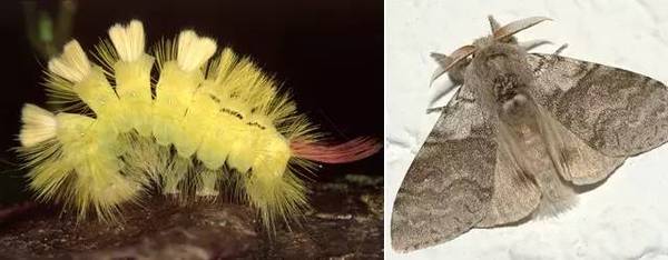 码报:【j2开奖】长得丑还蜇人的毛毛虫，能变成美丽的蝴蝶？它才不会呢！
