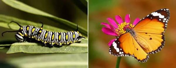码报:【j2开奖】长得丑还蜇人的毛毛虫，能变成美丽的蝴蝶？它才不会呢！