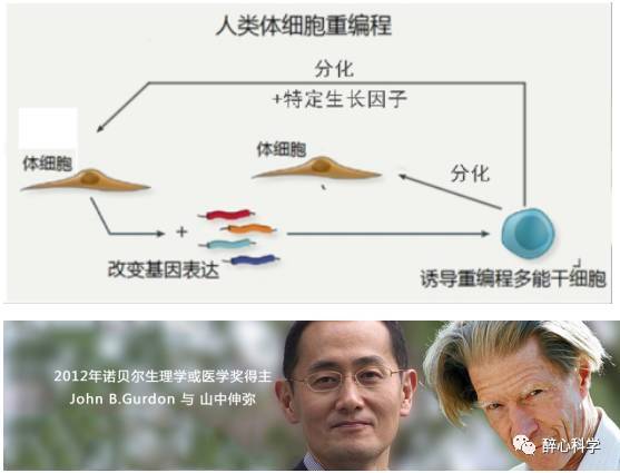 【j2开奖】培养皿中的“大脑”——慢慢增长的智慧