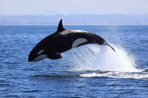 wzatv:【j2开奖】「Die for His Freedom」这只被虐待的高智商虎鲸，30年来背负三条人命辞世