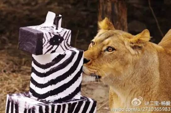 码报:【j2开奖】有哪些动物园里的动物，过得比较悲剧？