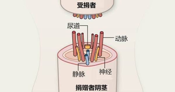 报码:【j2开奖】大新闻！美帝搞了第一例阴茎移植手术！好像……还挺成功？