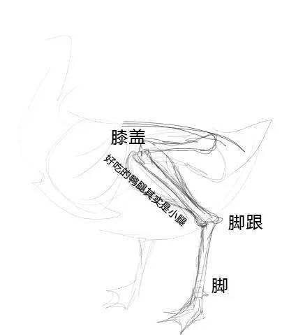 【j2开奖】为什么，鸡的膝盖竟然是往后弯的？因为那不是膝盖！