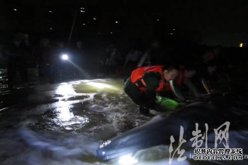广东阳江：寒夜鲸鱼搁浅沙滩 边防官兵紧急营救