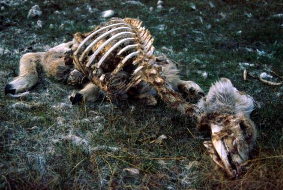 【j2开奖】时隔75年，埋藏冻土的“丧尸驯鹿”引发大疫病