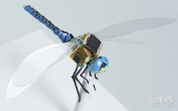 【j2开奖】融合生物与科技 新一代昆虫无人机成型