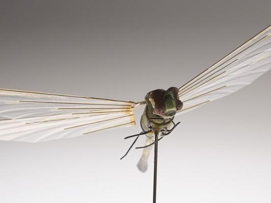 【j2开奖】融合生物与科技 新一代昆虫无人机成型