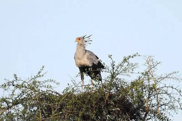 报码:【j2开奖】如果老鹰有双大长腿……大概就是蛇鹫这个画风吧！