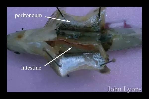 wzatv:【j2开奖】鱼肚子里的“黑膜”是啥？越黑说明受污染越严重？？