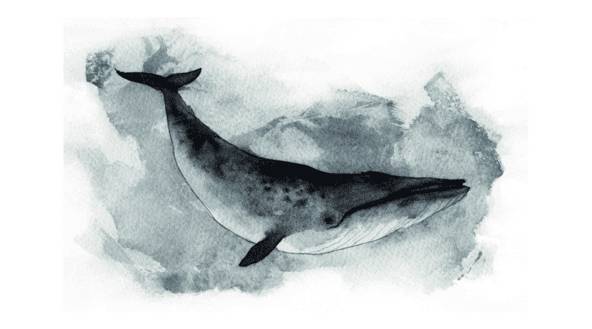 wzatv:【j2开奖】52赫兹：想象中的孤独，和想象中的鲸
