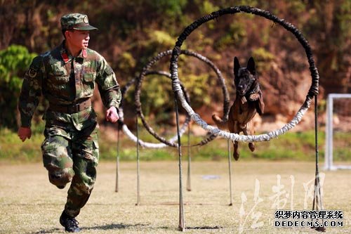 探访警犬春训：冲火圈 飞断桥