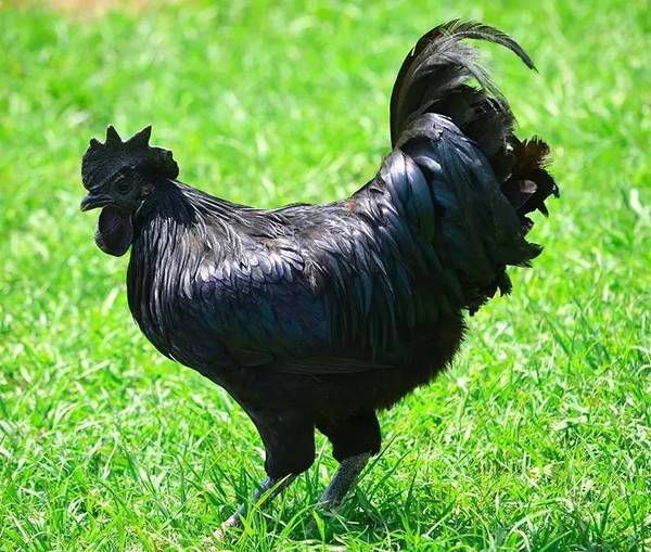 报码:【j2开奖】道理我都懂，但是鸡为什么这么黑？？