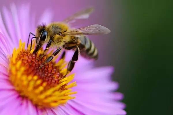 【j2开奖】蜜蜂数量骤减，咋办？有人试图造“机械蜜蜂”来传粉……