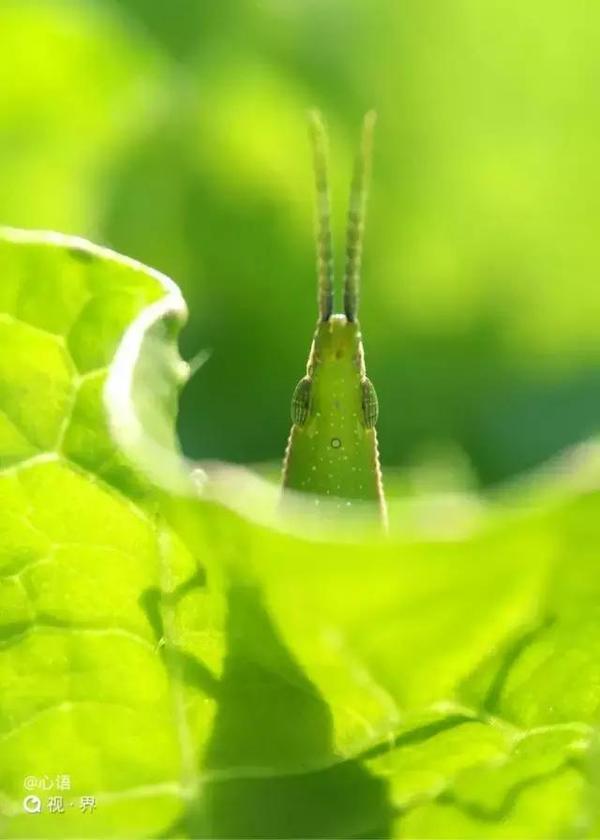 码报:【j2开奖】摄影小技巧：如何用手机微距捕捉昆虫的最美瞬间？