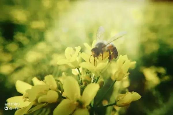 码报:【j2开奖】摄影小技巧：如何用手机微距捕捉昆虫的最美瞬间？