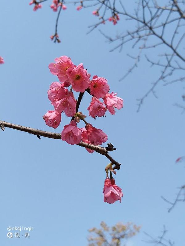 码报:【j2开奖】手机镜头下 寻找春天的气息