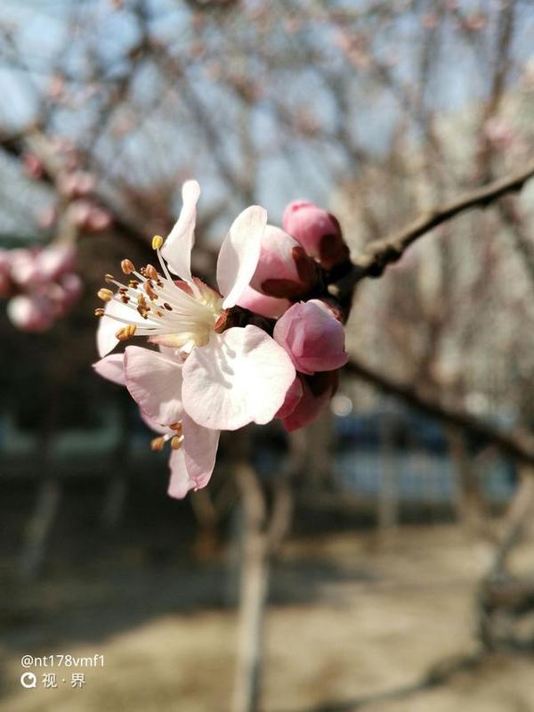 码报:【j2开奖】手机镜头下 寻找春天的气息