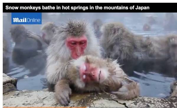 码报:【j2开奖】日本决定安乐死57只雪猴，因为它们是“杂种”