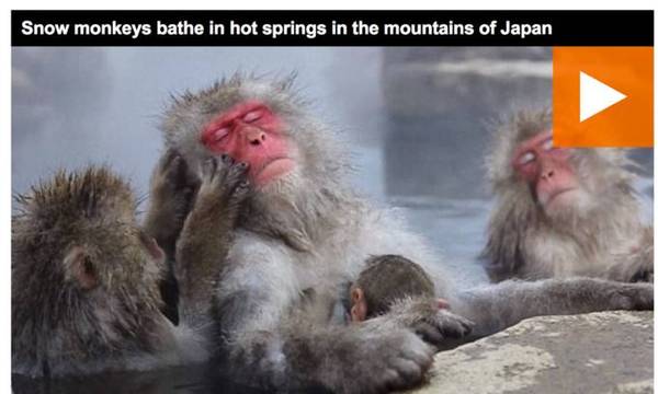 码报:【j2开奖】日本决定安乐死57只雪猴，因为它们是“杂种”