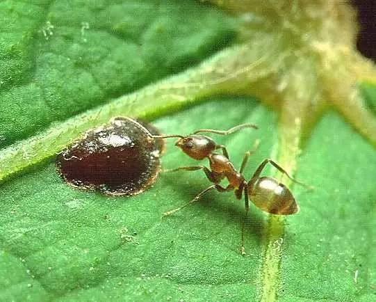 wzatv:【j2开奖】这种小蚂蚁，为何能入侵全世界、组成横越大洋的超级帝国？