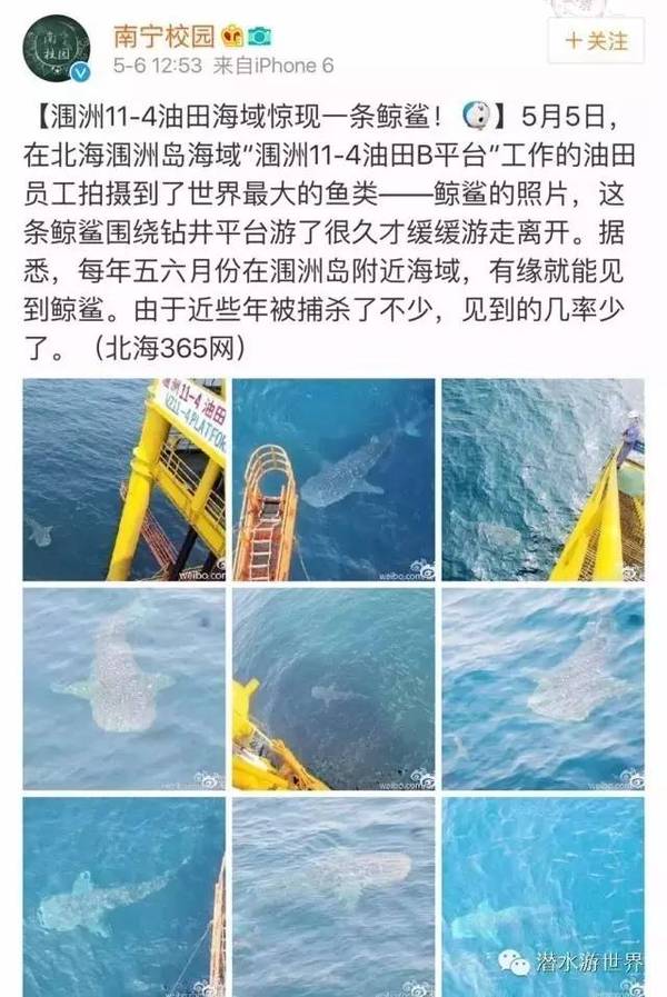 【j2开奖】救一条鲨鱼 吃一个中国人？这个网站摊上大事了！