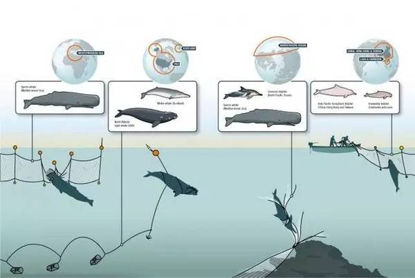【j2开奖】一头抹香鲸的最后74小时：人类能为搁浅的鲸，做些什么？